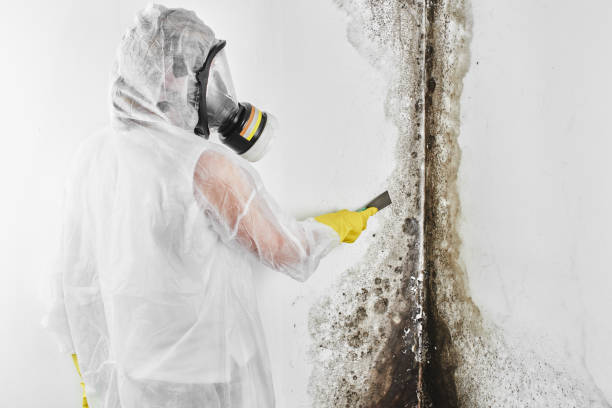 Best Black Mold Removal  in Cornish, ME